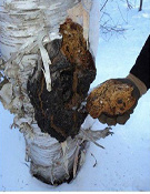 Ormus Minerals Siberian Chaga Mushrooms