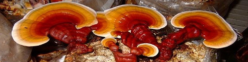 Ormus Minerals REISHI MUSHROOMS